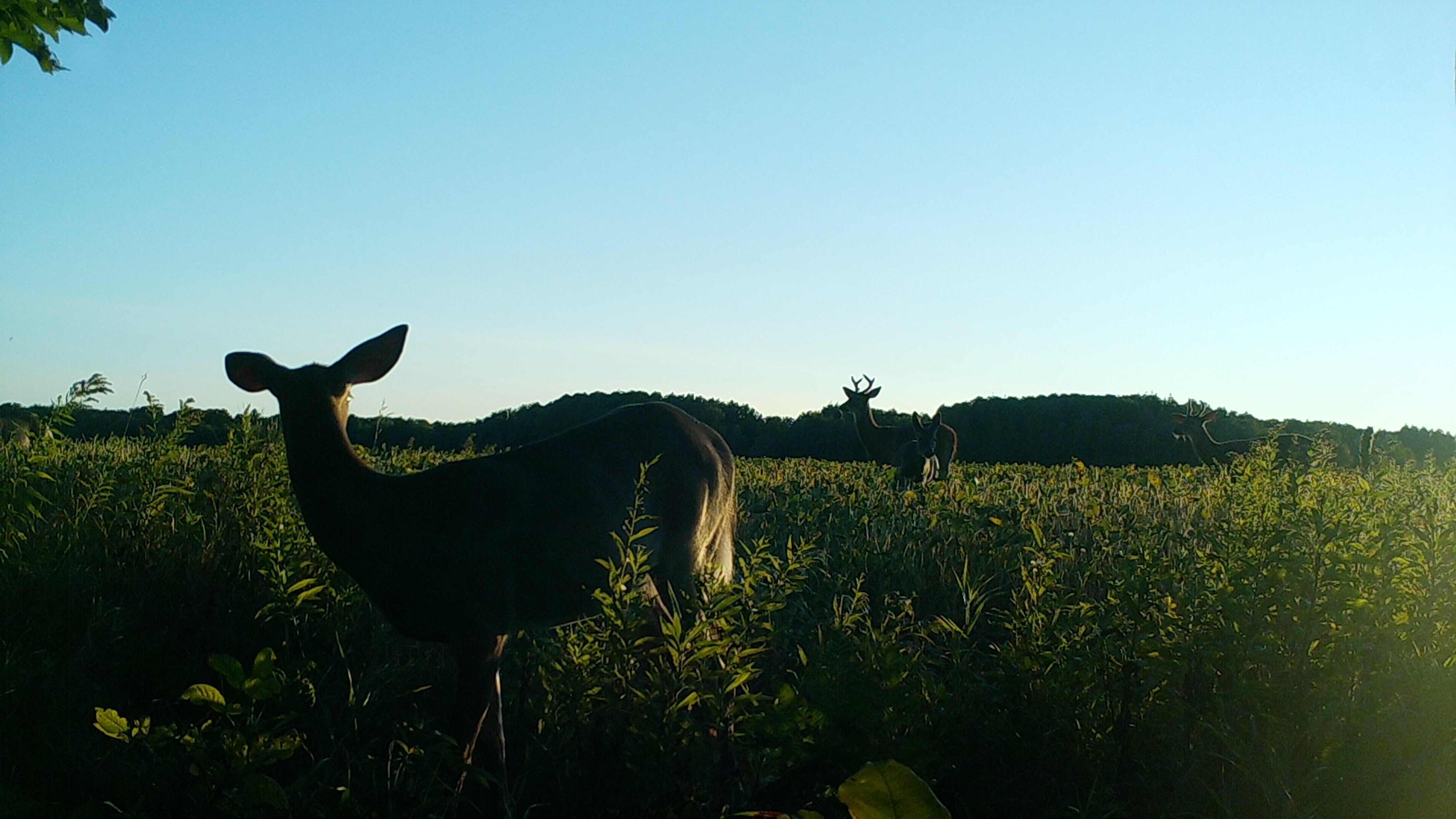 Trail Cam Tuesday