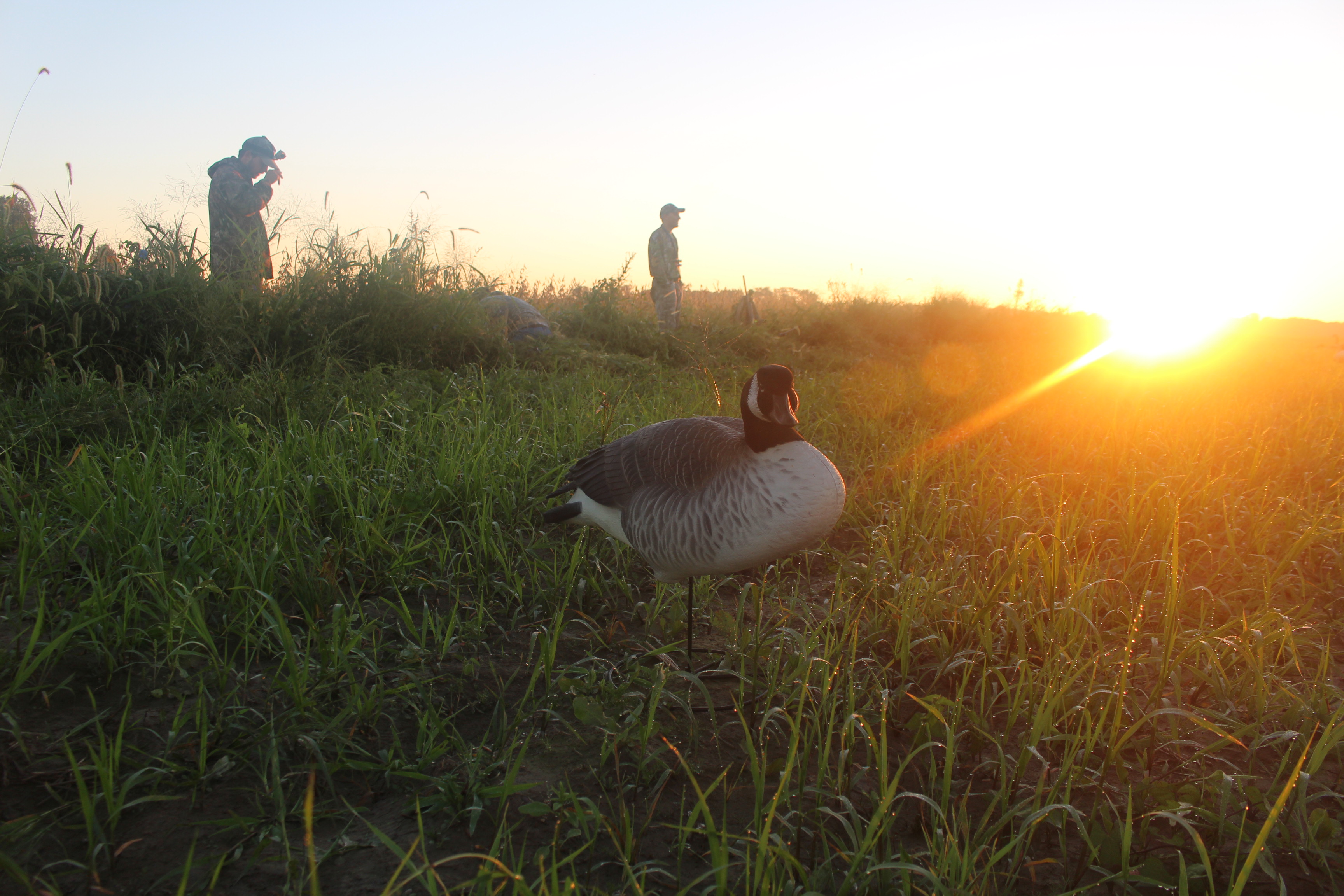 early goose hunting