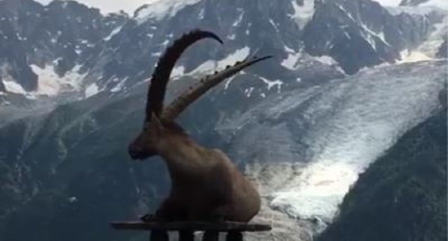 Ibex