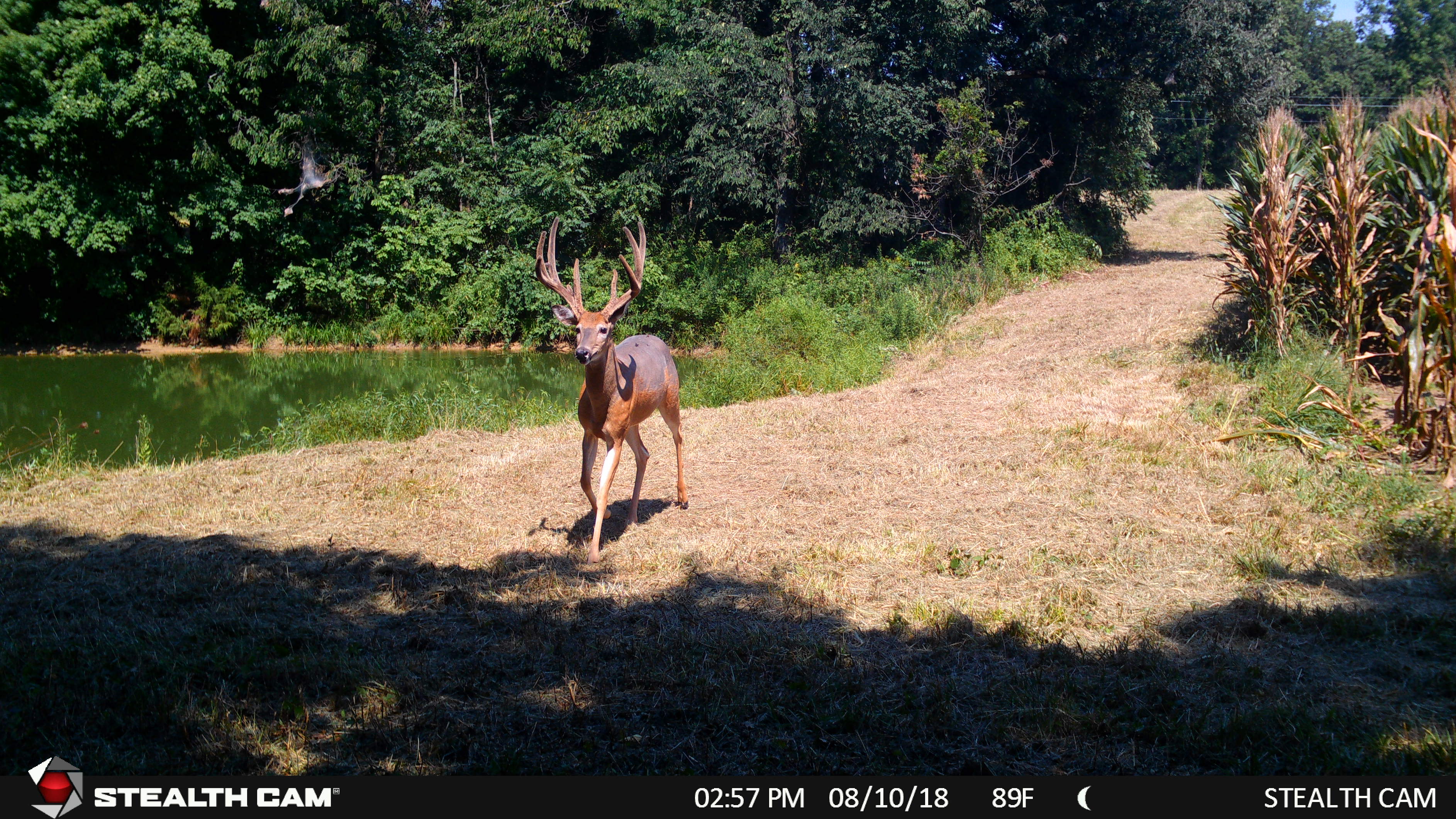 opening day