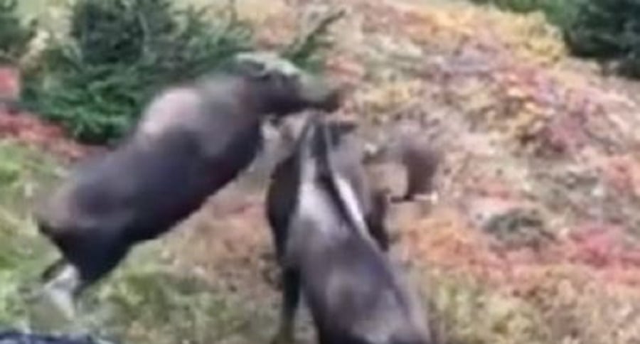 moose fight