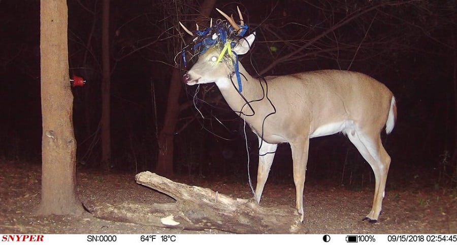 buck
