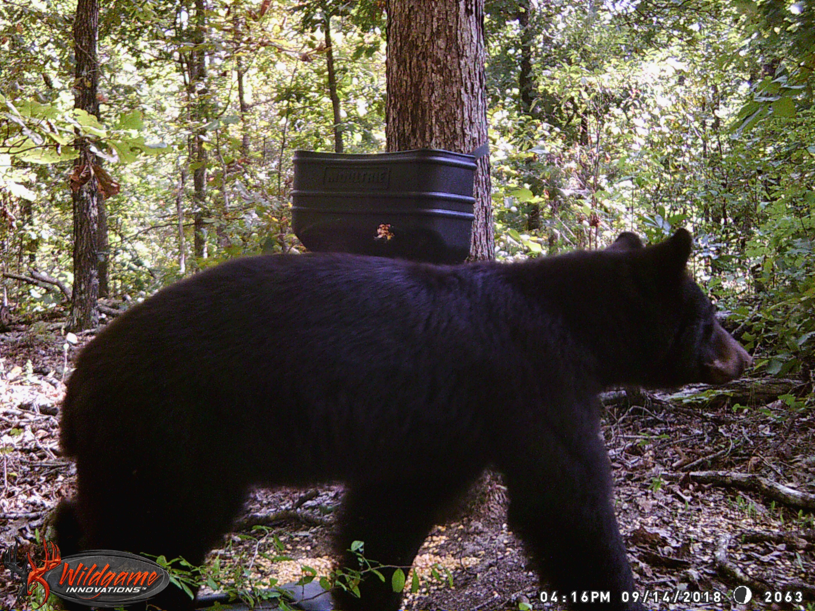 Trail Cam Tuesday