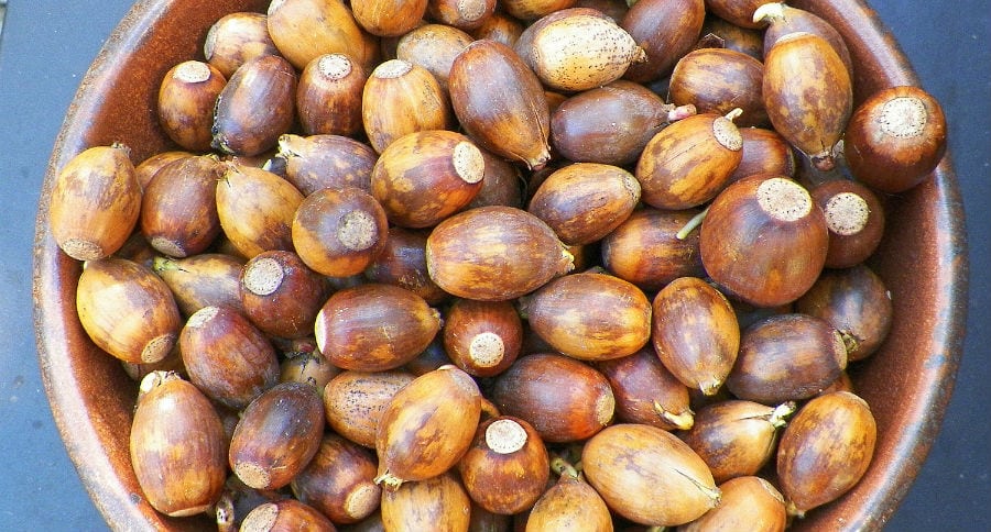 acorn flour