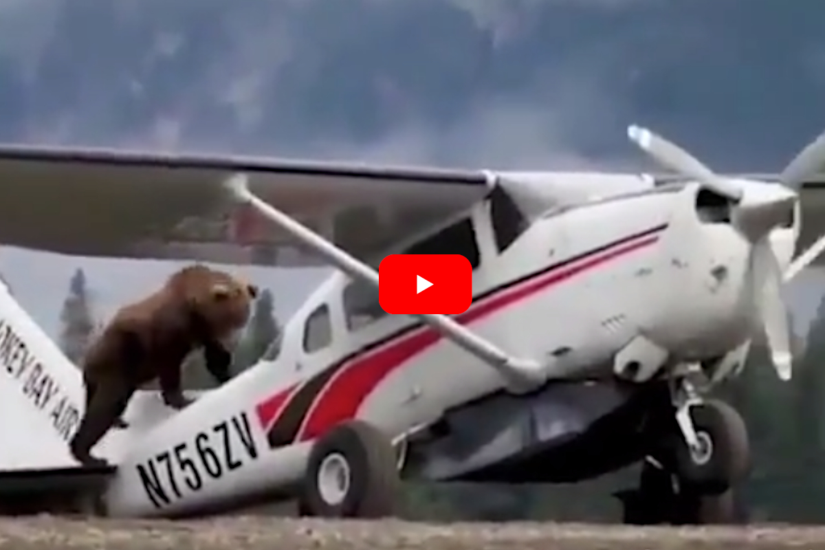 Bear Climbs on Plane