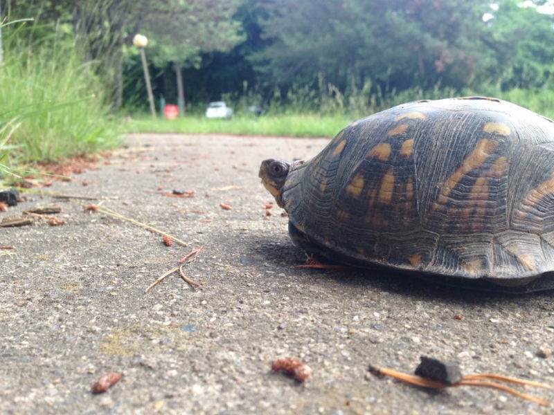 turtles crossing roads