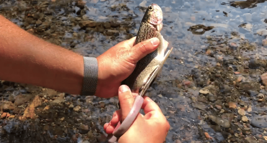 clean trout