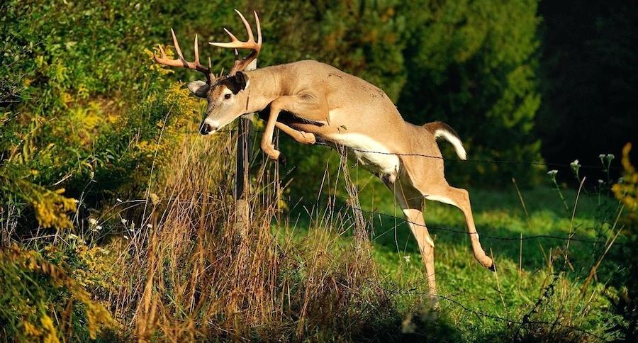 Treestand Locations