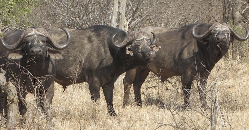 difference between cape buffalo and water buffalo 2