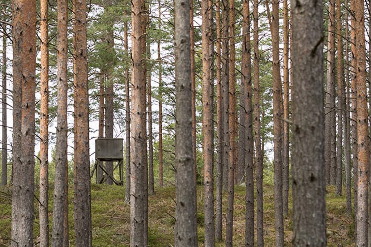Best DIY Hunting Blinds That Will Hide You for a Fraction of the Cost ...