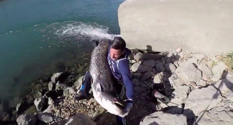 huge catfish