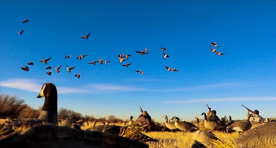 early goose season