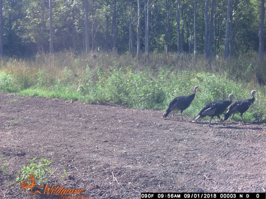 does human urine affect deer movement