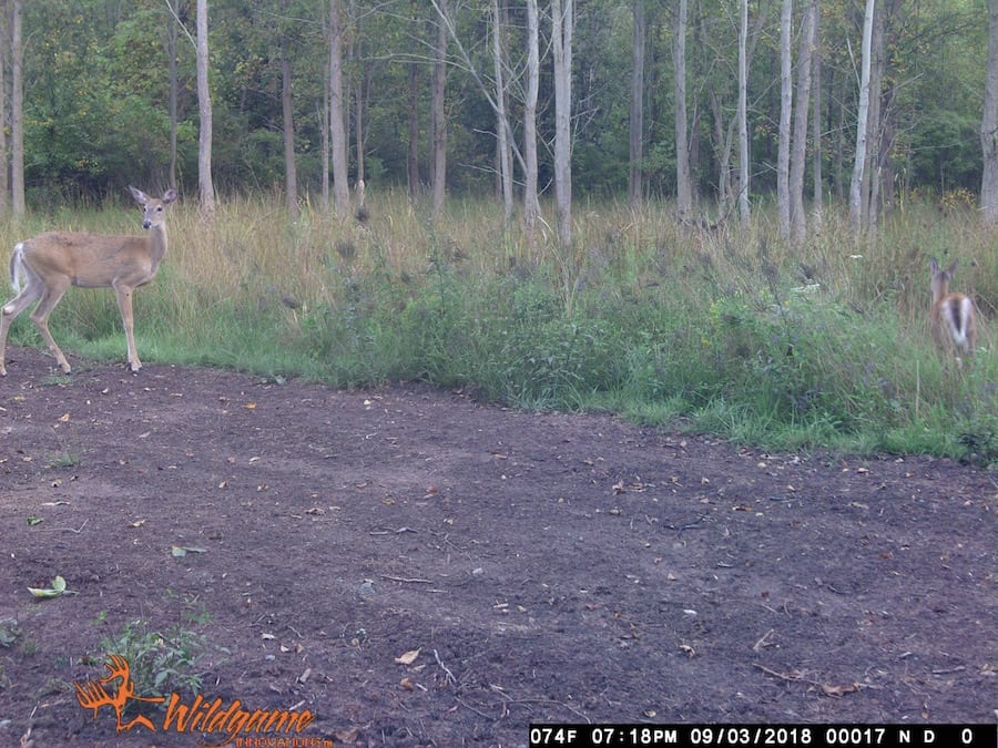 does human urine affect deer movement