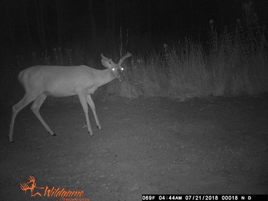 does human urine affect deer movement