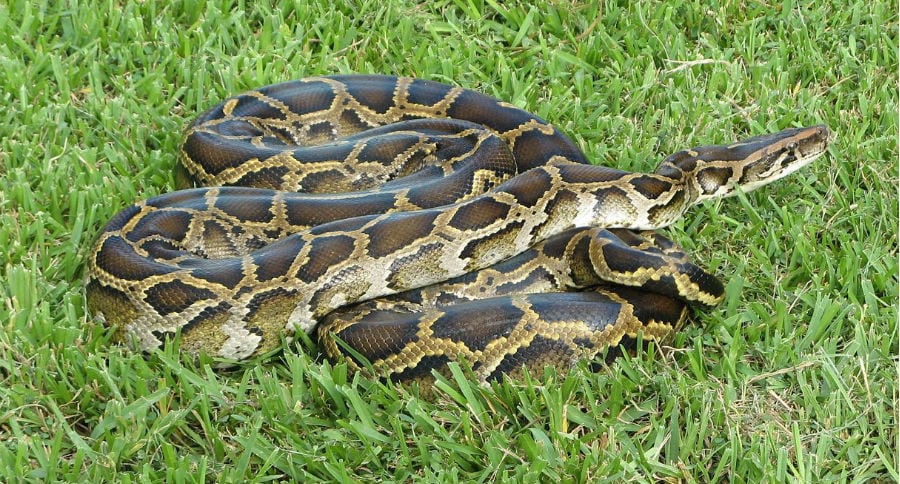 hybrid pythons
