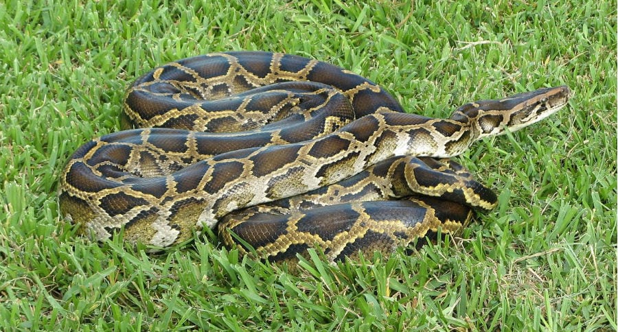 Python (genus) - Wikipedia