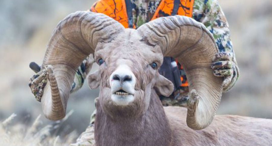 bighorn world record