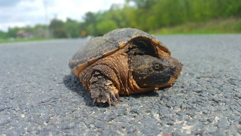 turtles crossing roads