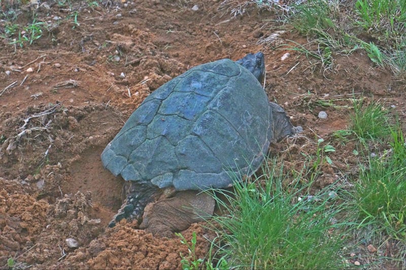 turtles crossing roads