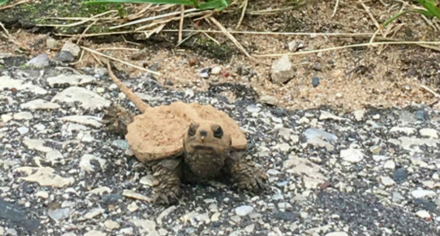turtles crossing roads