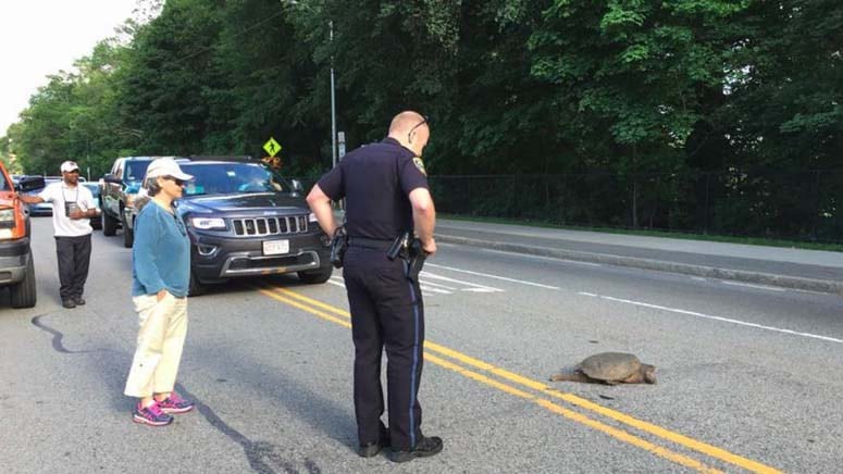 turtles crossing roads