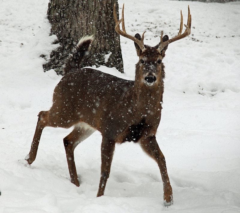 Deer Hunters