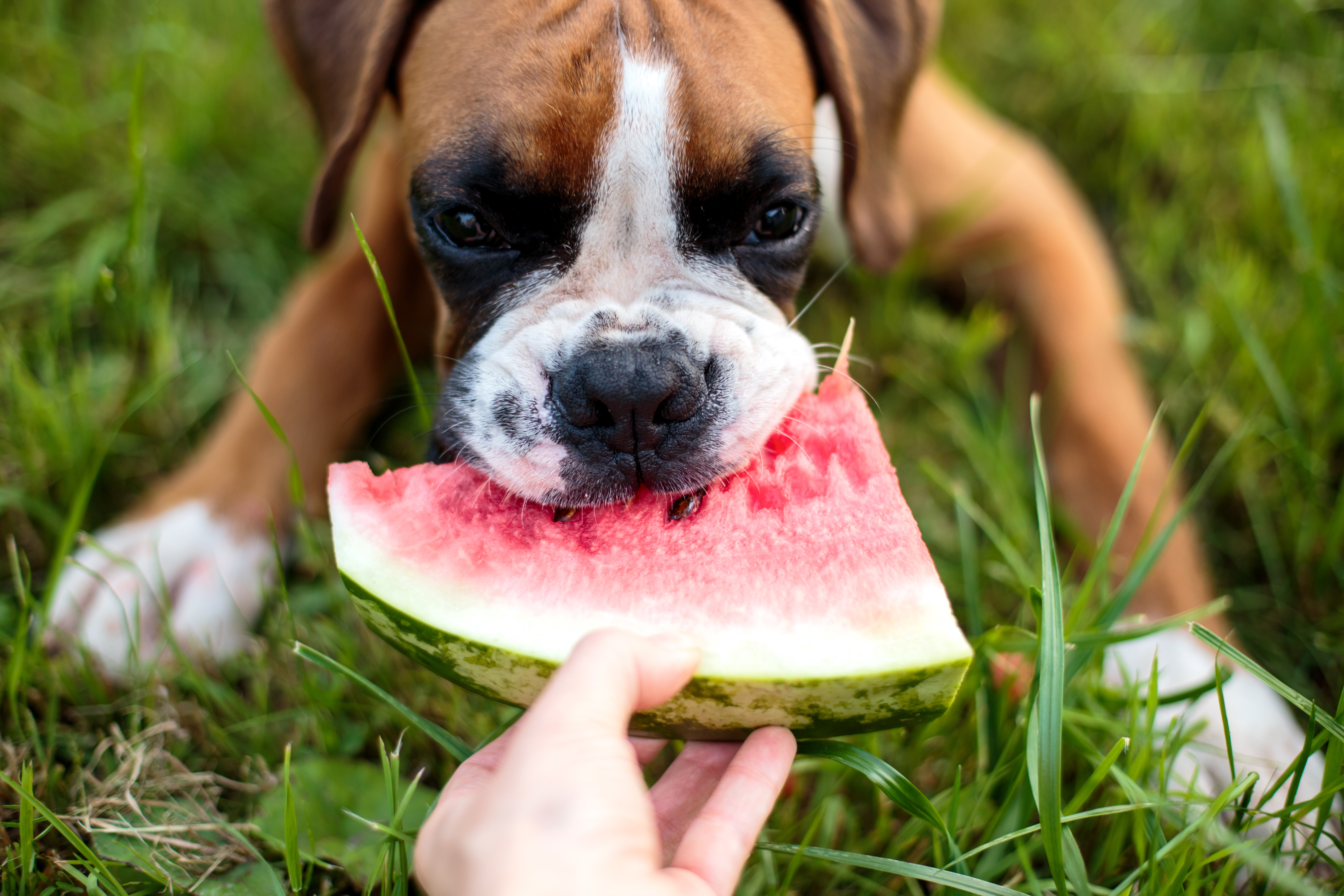 Watermelons Healthy Dog Snack