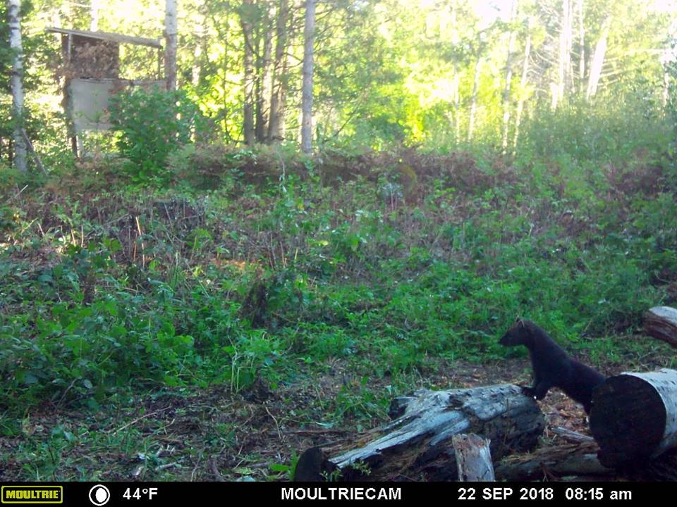 Trail Cam Tuesday