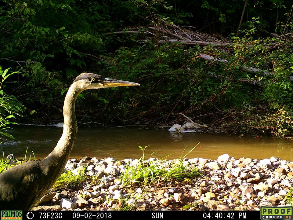 Trail Cam Tuesday