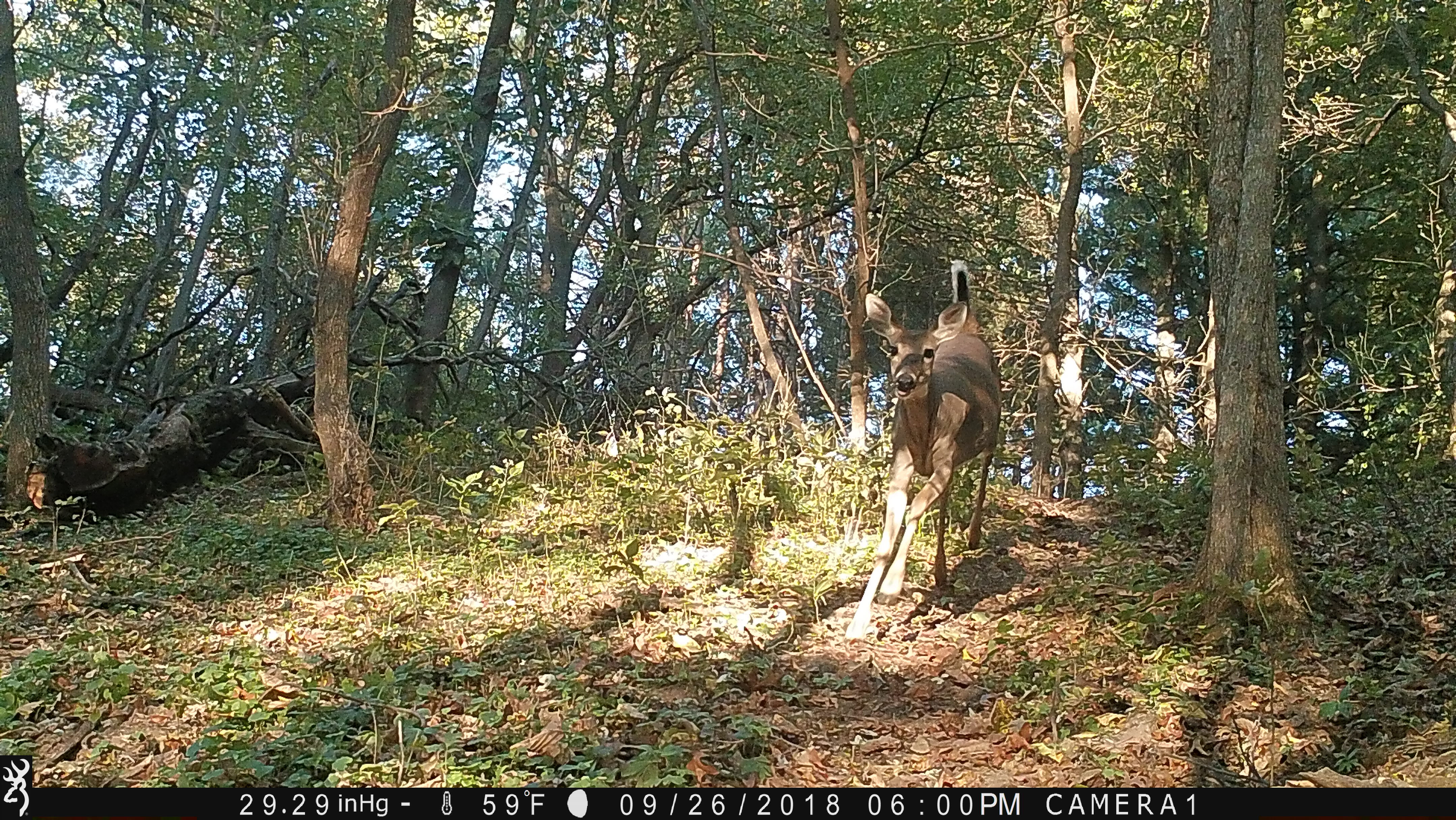 Trail Cam Tuesday