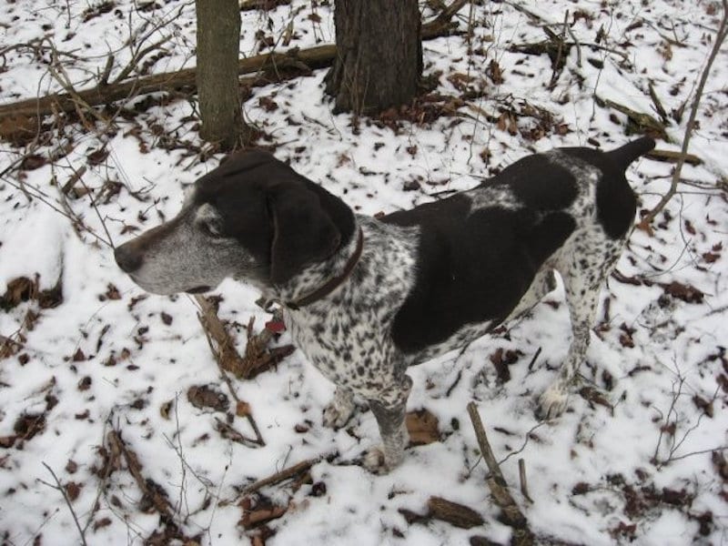 upland bird hunting