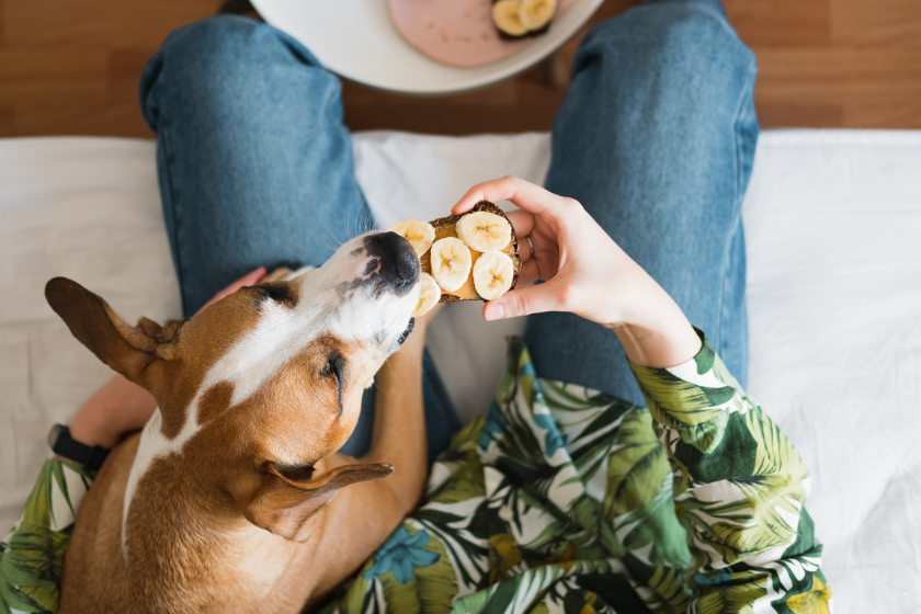 Dog eating banana toast