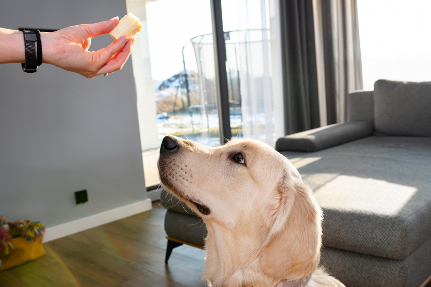 Dog looking at banana