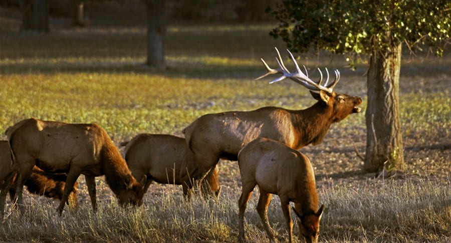 Massive Record Elk