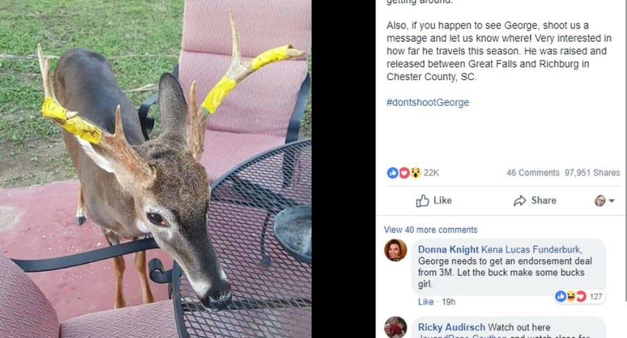 South Carolina pet buck