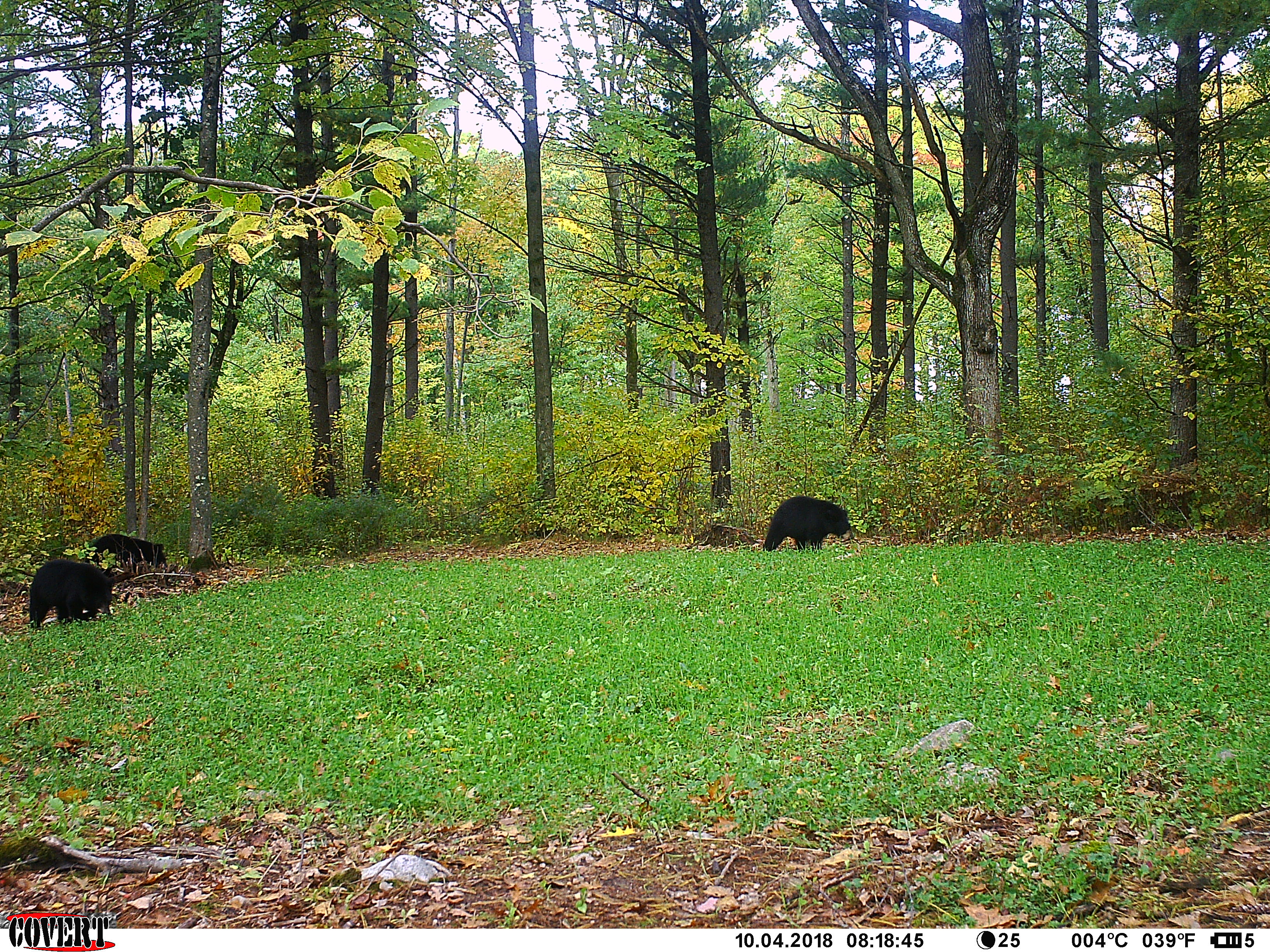 Trail Cam Tuesday