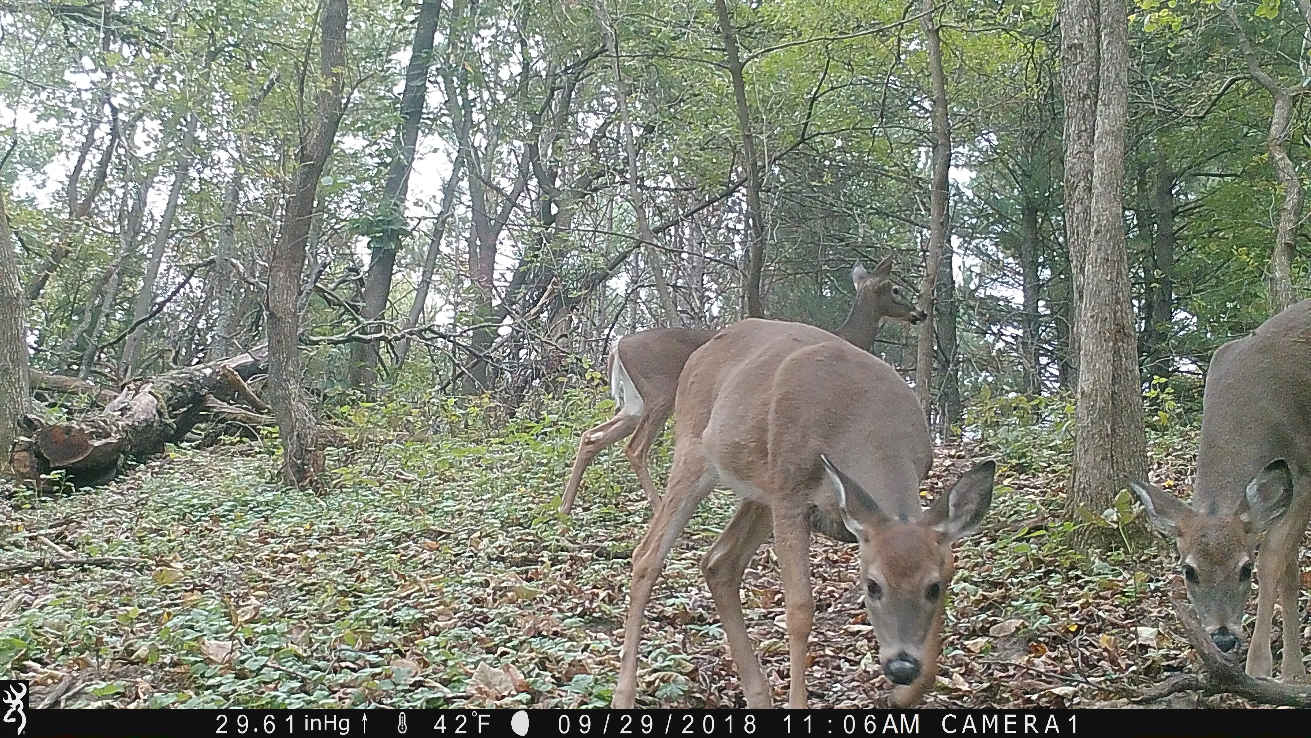 Trail Cam Tuesday