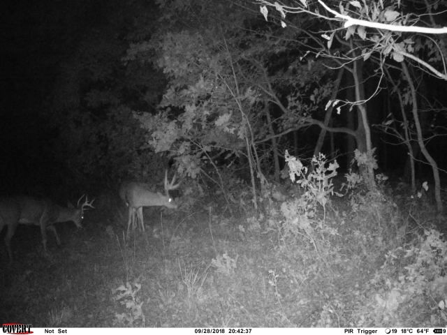 Covert cheap trail cams