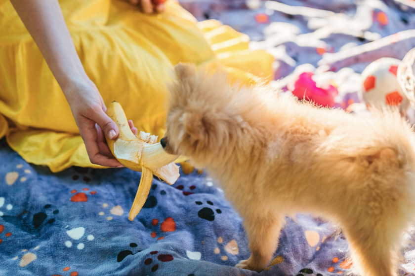 Pomeranian eating banana