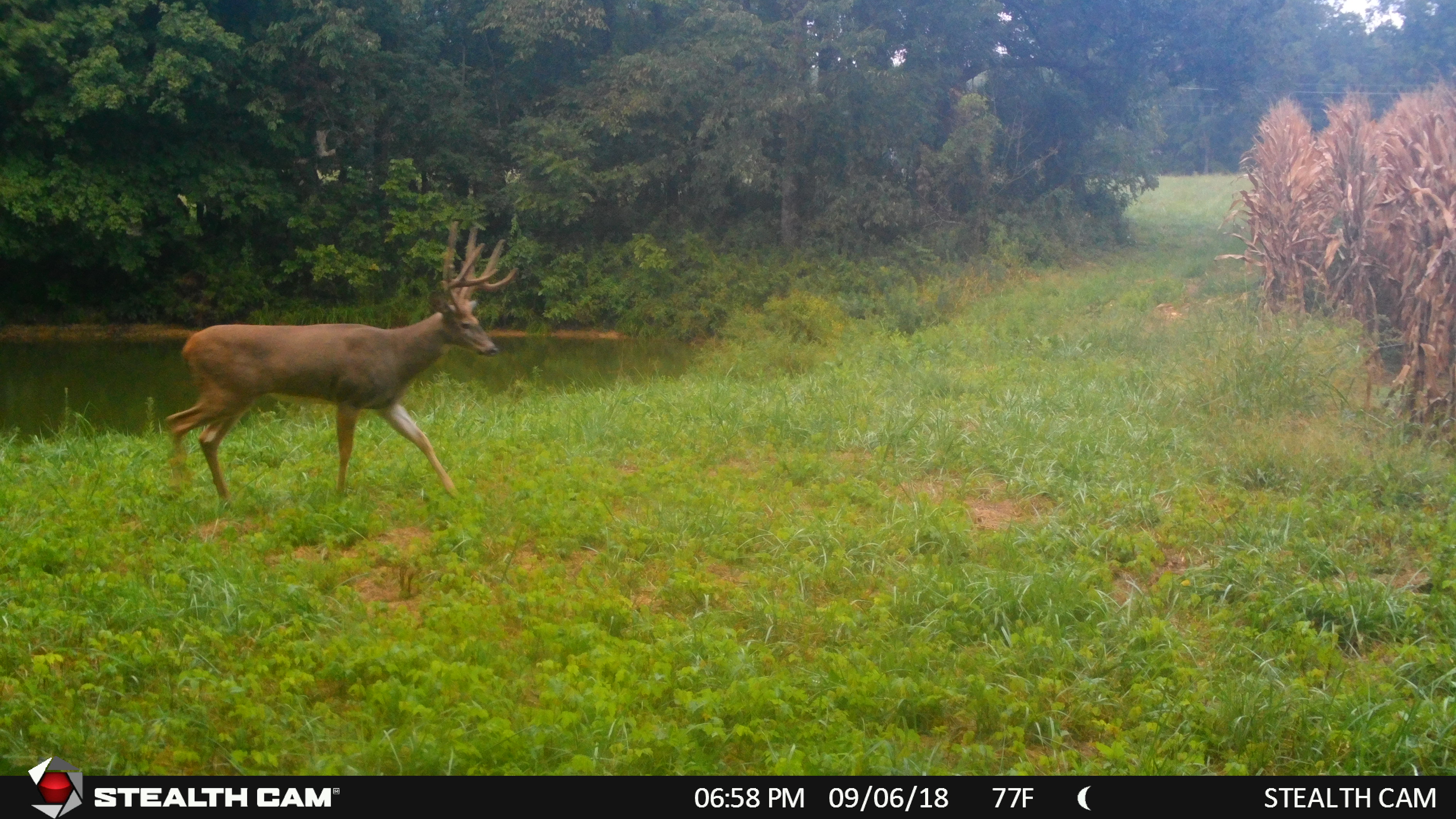 Covert trail cams discount