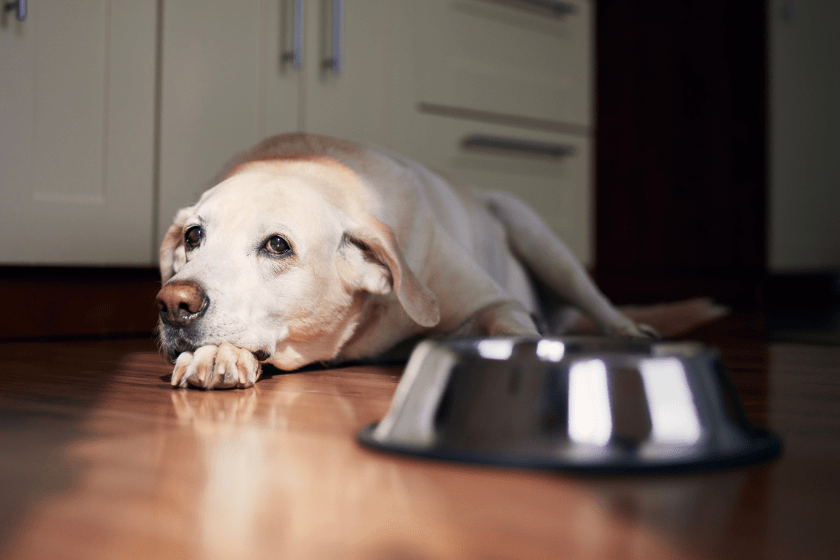 Sad dog lying down next to food bowl