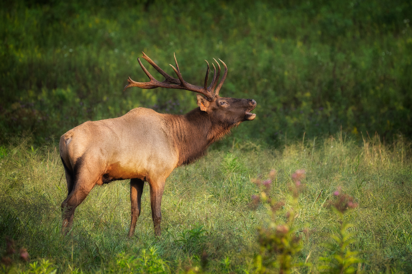 north american game animals