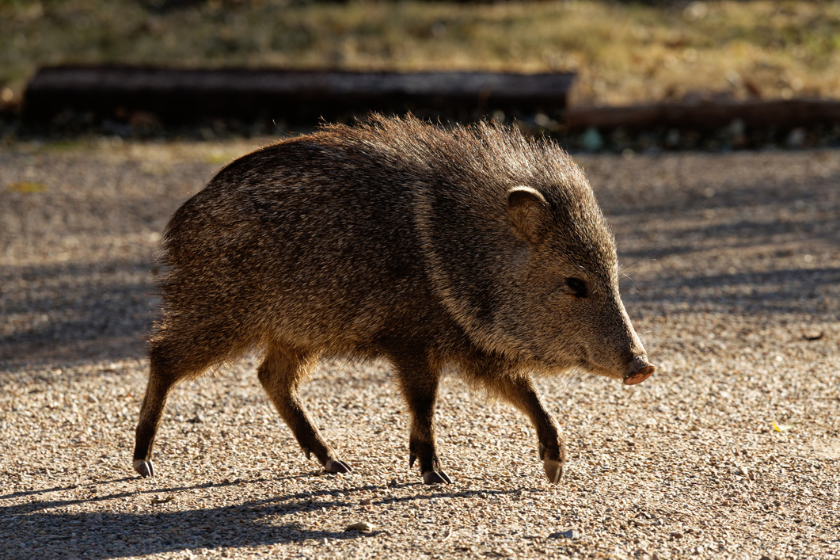 north american game animals