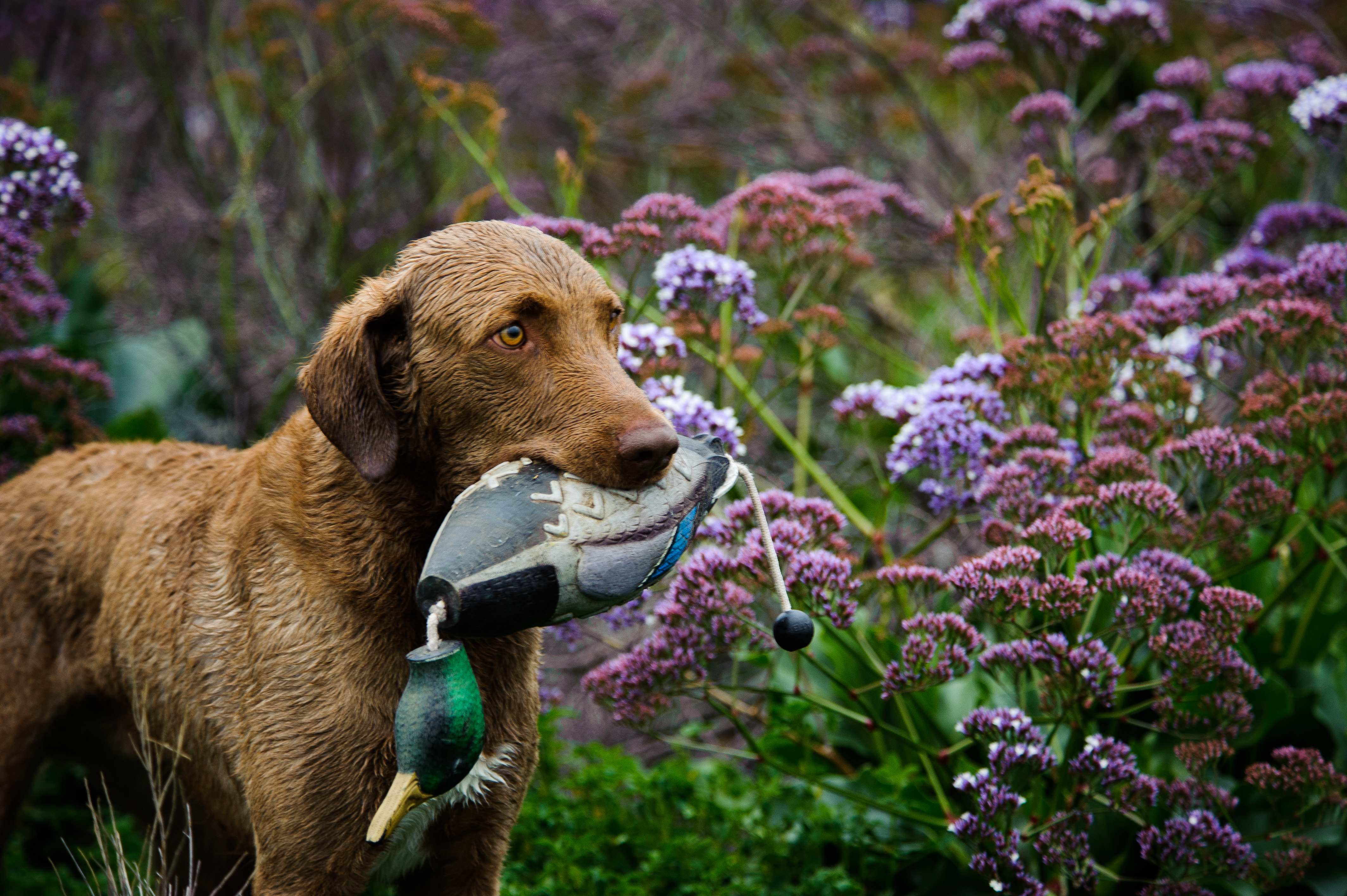 gun dog