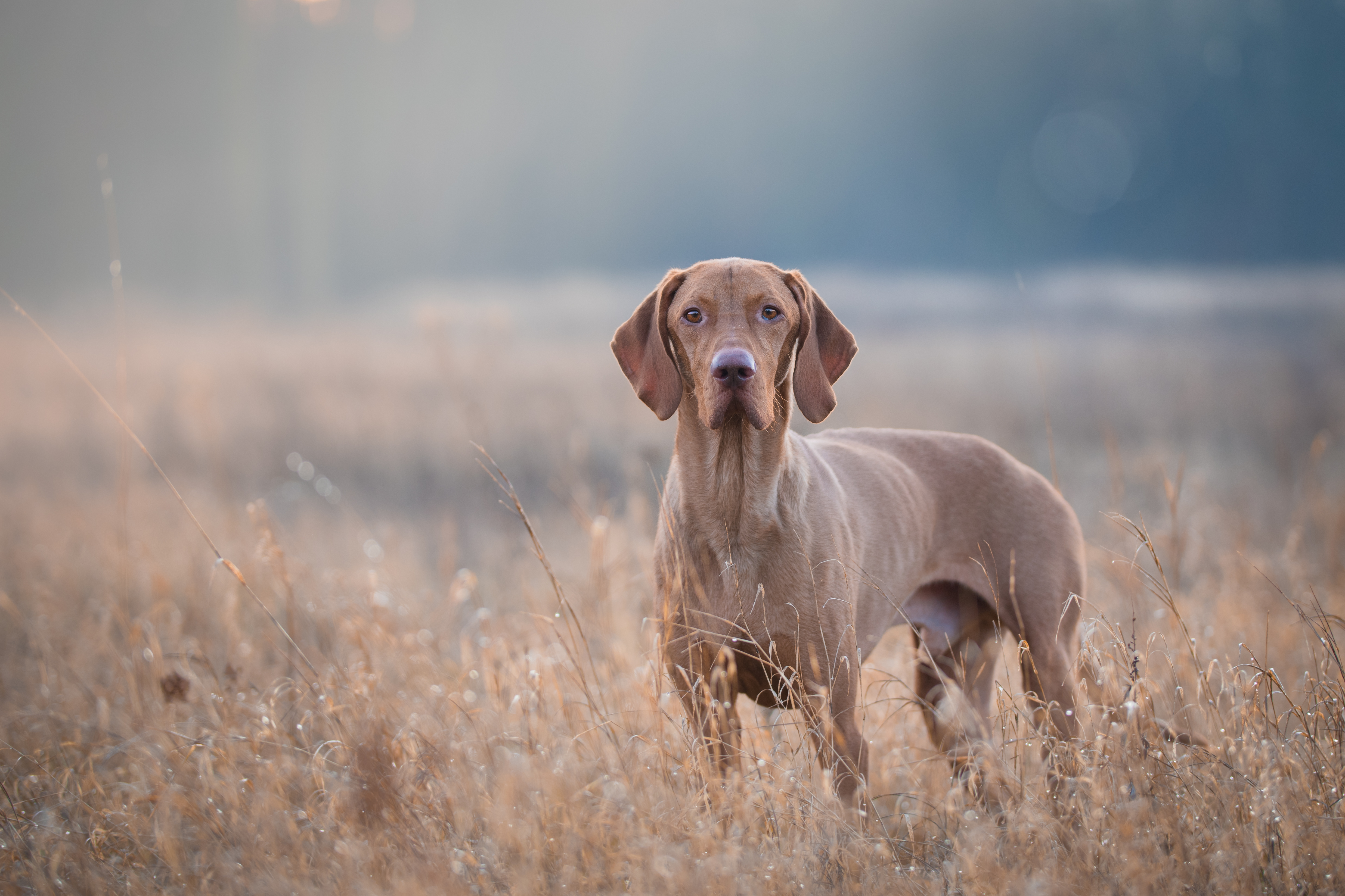 gun dog