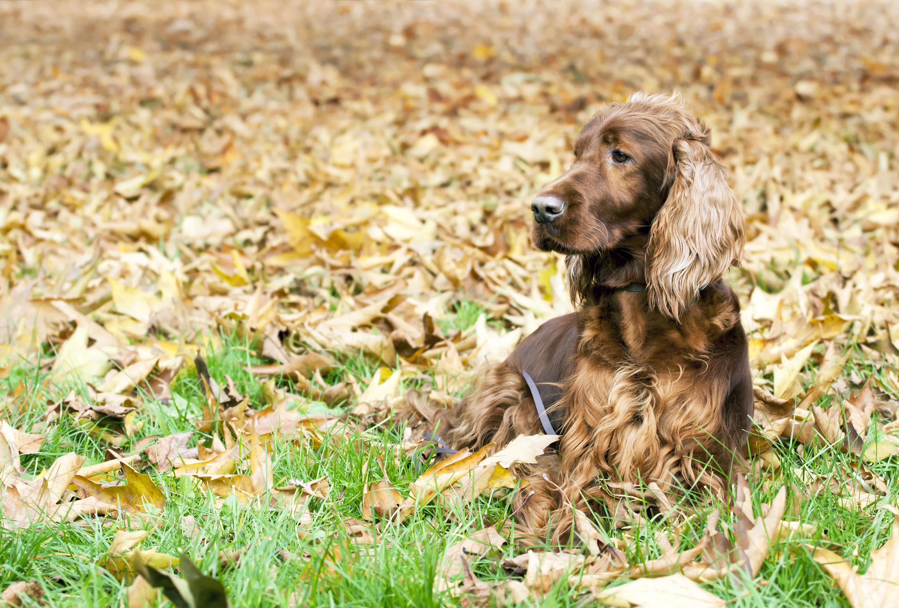 hunting dog breeds