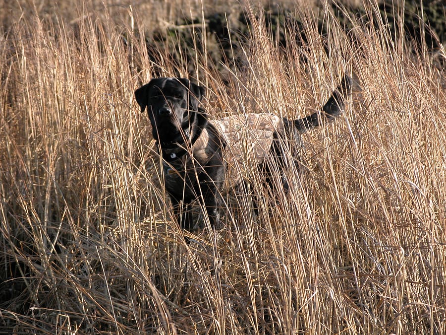 gun dog