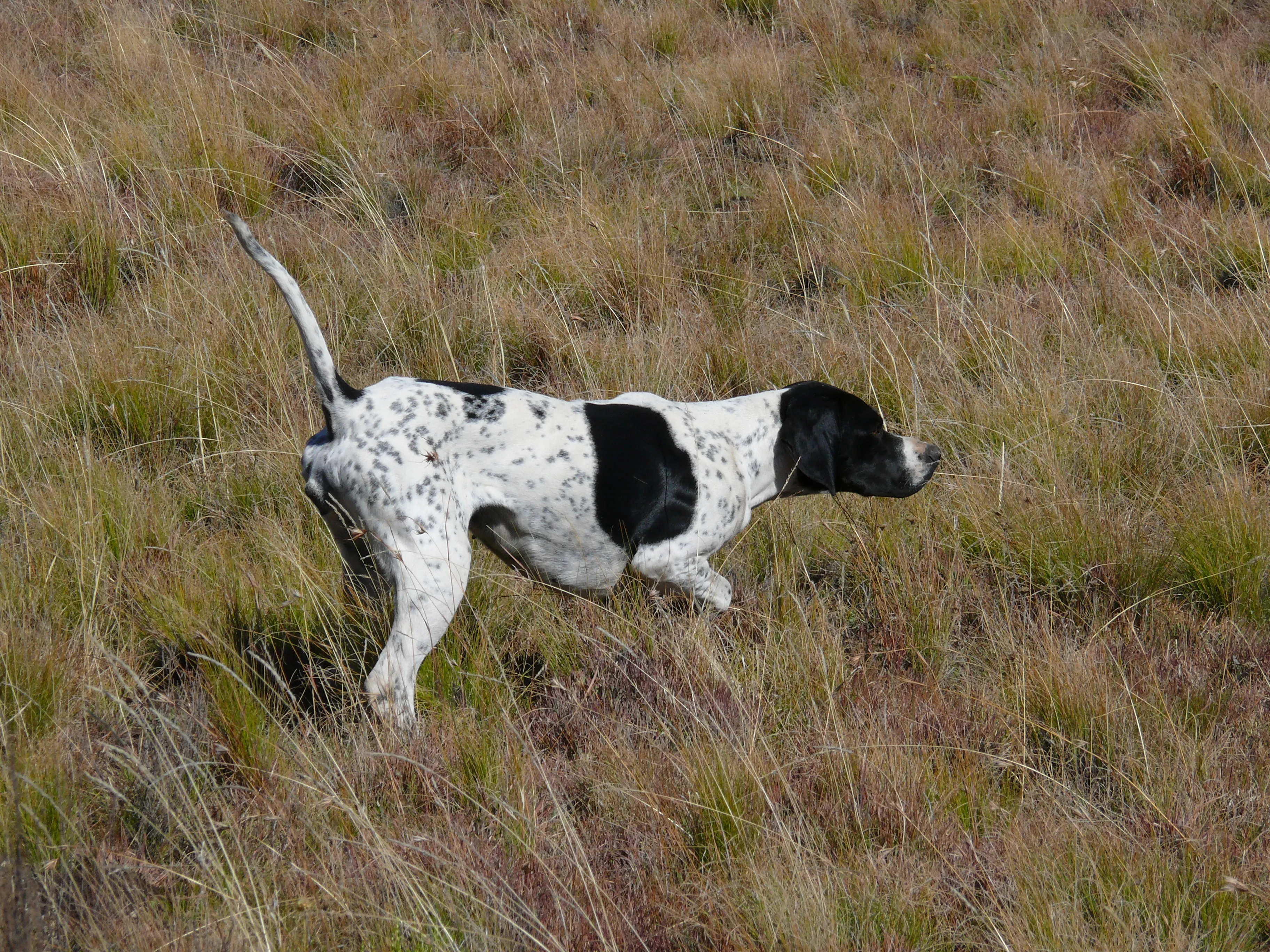 hunting dog breeds