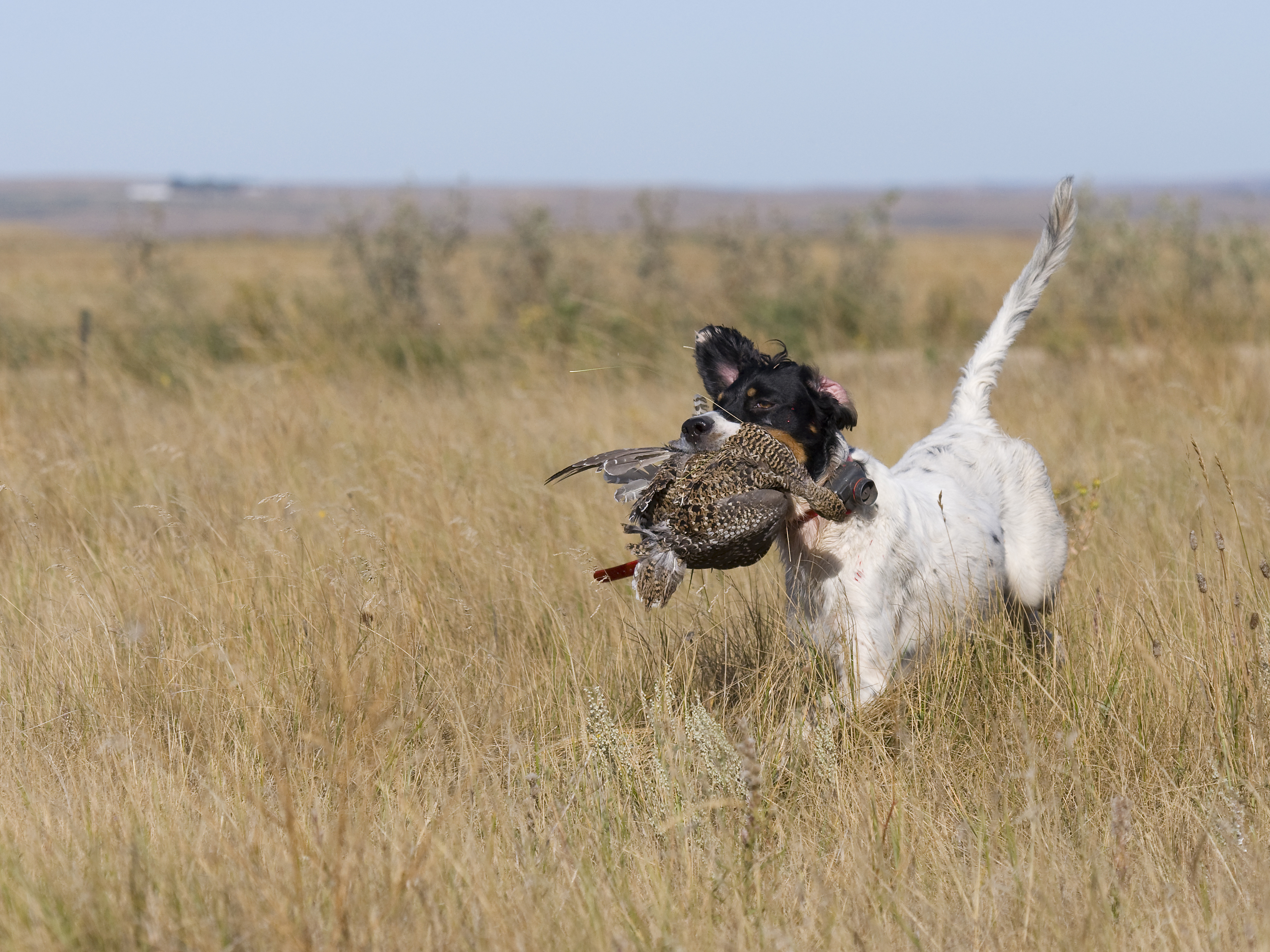 gun dog